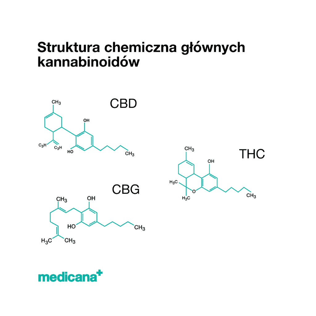 Grafika, na białym tle czarny napis Struktura chemiczna głównych kannabinoidów i wzorami chemicznymi związków CBD, CBG, THC oraz zielone logo mediana w lewym dolnym rogu.
