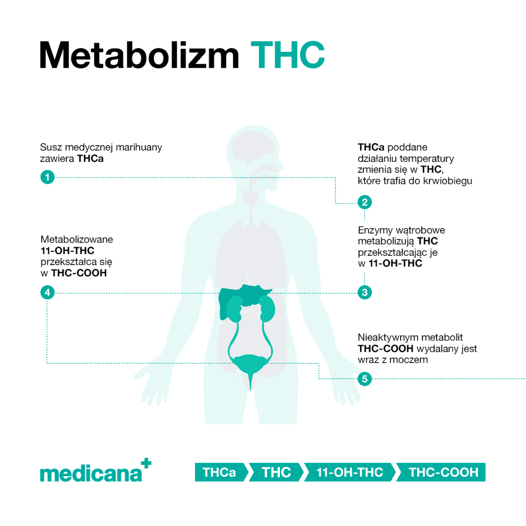 Grafika, na białym tle napis "Metabolizm THC”, sylwetka człowieka z opisem procesu: 1. Susz medycznej marihuany zawiera THCa, 2. THCa poddane działaniu temperatury, zmienia się w THC, które trafia do krwiobiegu, 3. Enzymy wątrobowe metabolizują THC przekształcając je w 11-OH-THC 4. Metabolizowane 11-OH-THC przekształca się w THC-COOH, 5. Nieaktywnym metabolit THC-COOH wydalany jest wraz z moczem. Zielone logo medicana w lewym dolnym rogu.