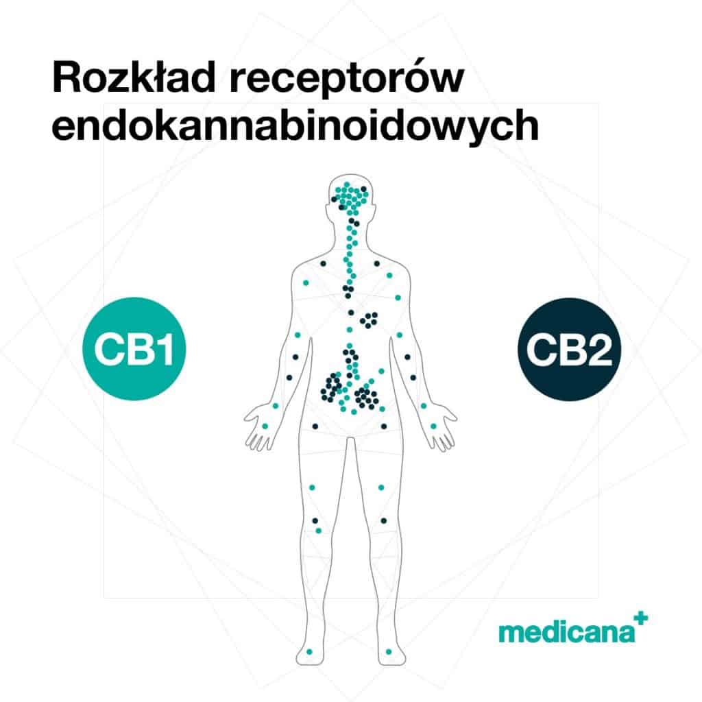 Grafika z tytułem, "Rozkład receptorów endokannabinoidowych CB1 i CB2" i logo Medicana Centrum Terapii Medyczna Marihuana w lewym dolnym rogu.