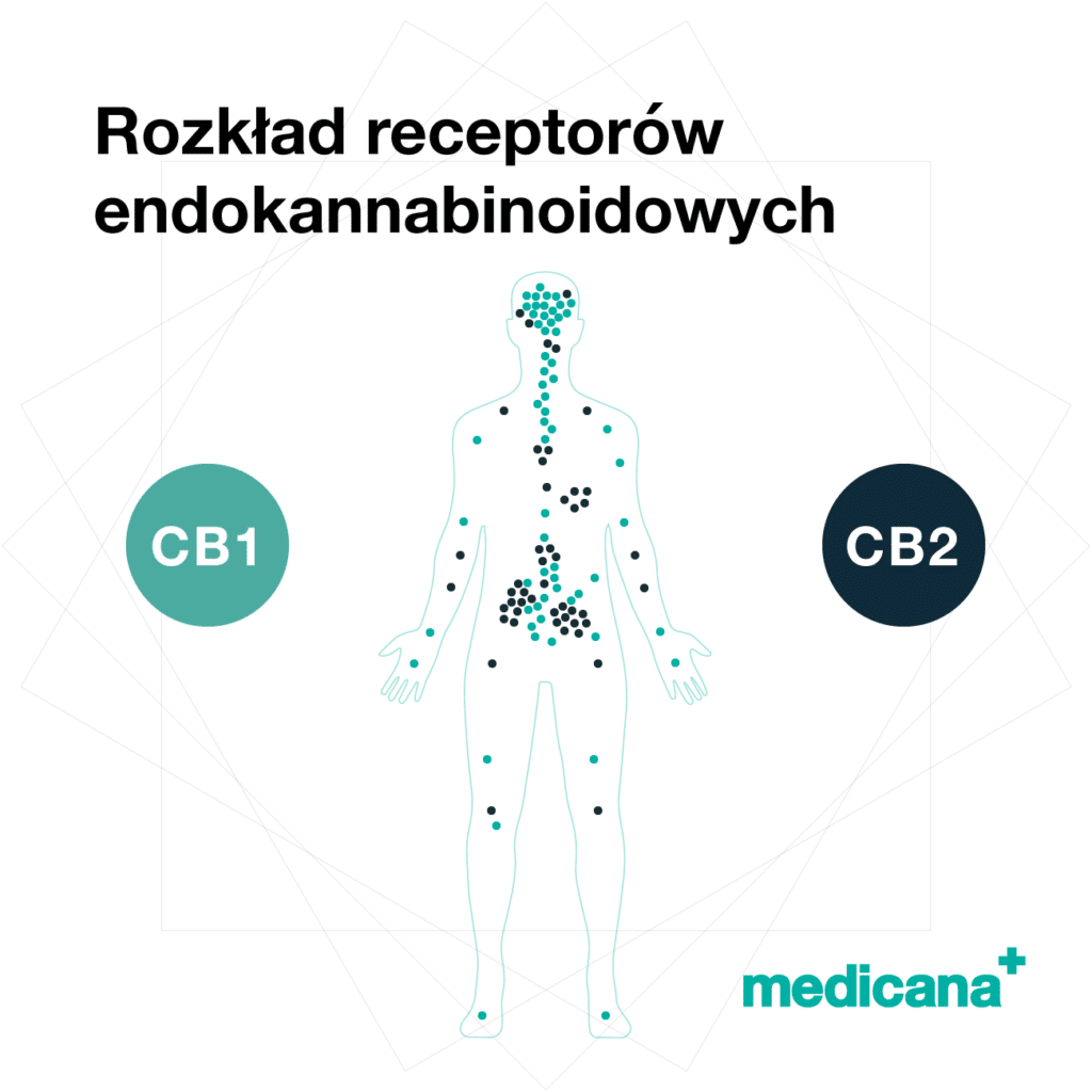 Grafika, białe tło z czarnym napisem rozkład receptorów endokannabinoidowych i logo Medicana Centrum Terapii Medyczna Marihuana w lewym dolnym rogu.